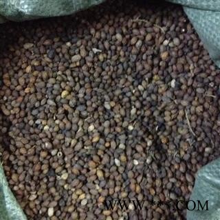 鸦胆子 鸦胆子选货 鸦胆子 鸦胆子选货 聚源药业 专注品质 产地 湖南省产地 广东省图2