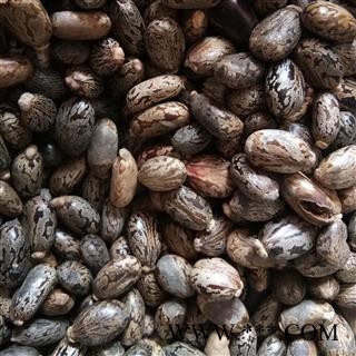 蓖麻子 颗粒饱满 选货 产地 安徽省图2