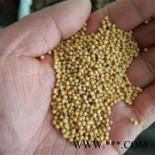 白芥子 正品白芥子 选 产地 四川省 产地直销 重在质量图2