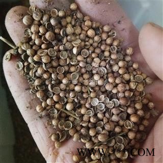 香菜子 胡荽子 统货 产地 安徽省图2