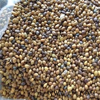 苦豆子 选货 产地 内蒙古自治区图2