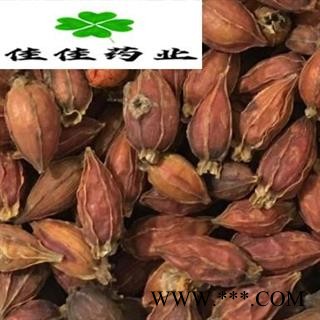 栀子 福建红栀子选装个 一个价格一个质量 新货颜色好 产地 江西省栀子 善栀子 红栀子图4