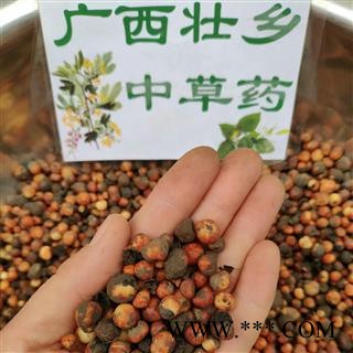 广西壮乡中草药 野生 正宗 2021年鲜货 地下明珠 落地珍珠 一滴金丹 茅膏菜根 产地 广西 融水苗族自治县图4