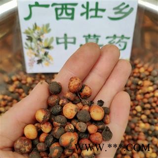 广西壮乡中草药 野生 正宗 2021年鲜货 地下明珠 落地珍珠 一滴金丹 茅膏菜根 产地 广西 融水苗族自治县