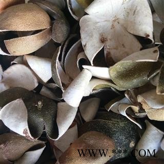 青皮 四花青皮绿色选个 产地 浙江省图2