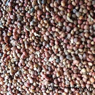 楮实子 统货 产地 辽宁省图2