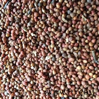 楮实子 统货 产地 辽宁省图3