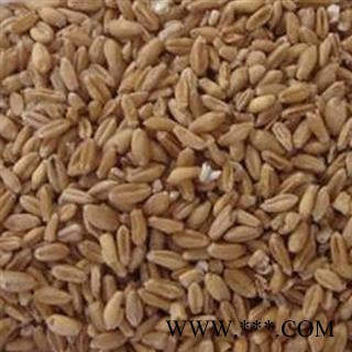 浮小麦净货 质量好 价格低 产地直销  产地 山东省图2