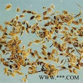 鹤虱 北鹤虱 南鹤虱 统 产地 内蒙古自治区图3