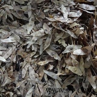 凤眼草 统 产地 河北省图2