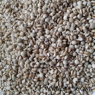 薏苡仁 薏米仁 98货 产地 贵州省图2