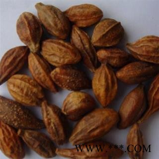 诃子 生诃子 诃子肉 统 产地 青海省图2