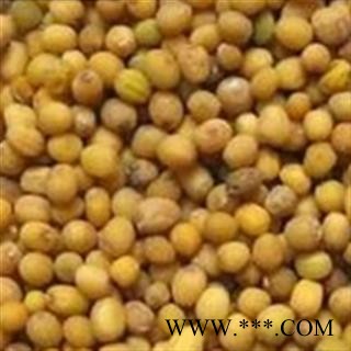 芥子 黄芥子净货 产地 河南省图2