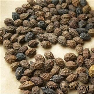 鸦胆子 鸦胆子选货 质量好 价格低 产地 广西壮族自治区图2