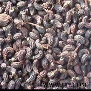 女贞子 女贞子腰果净货 产地 山西省 大货批发价图2