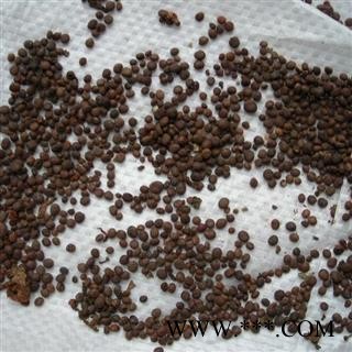 急性子 统 产地 安徽省黄山市休宁县图3