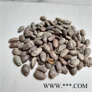 瓜蒌仁  双边 统货 产地 河北省图3