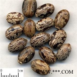 蓖麻子 选 批发零售各种规格中药材 花茶 产地 安徽图2