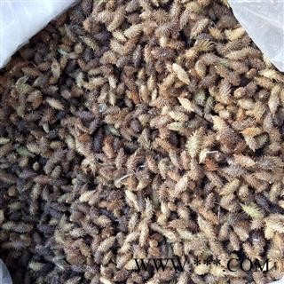 苍耳子 选货 产地 河南省平顶山市汝州市图2