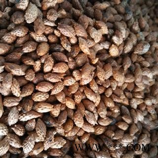 炒苍耳子选货 新货正品无掺假   质量好 价格低 规格齐全  产地 山东省图2