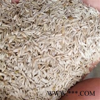 巨胜子 白巨胜 白苣胜 产地 河北省邯郸市邯山区图3