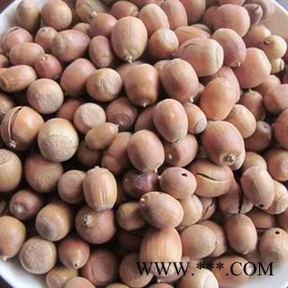 批发供应中药材【橡子】栗茧 橡子仁 特价促销 产地直销图2