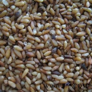 柏子仁 柏子仁精选货 产地 山东省图3