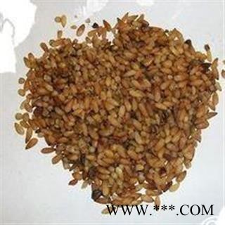 柏子仁 柏子仁精选货 产地 山东省图2