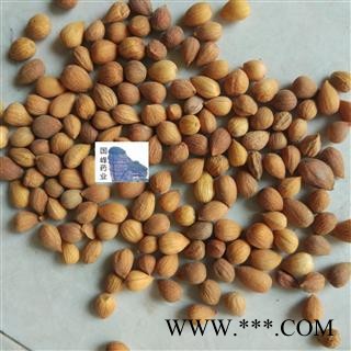 郁李仁 郁李仁选货 颜色好 全干 无虫蛀 国峰药业 重在品质 山梅子 小李仁 郁子 郁里仁 李仁肉  产地 山西省图3