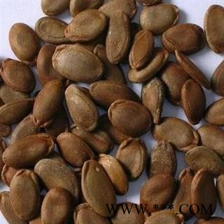 【录建药业】瓜蒌仁 单边瓜蒌籽 产地 山东省图2