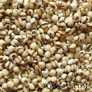 【录建药业】薏苡仁 小薏米仁 产地 贵州省图4