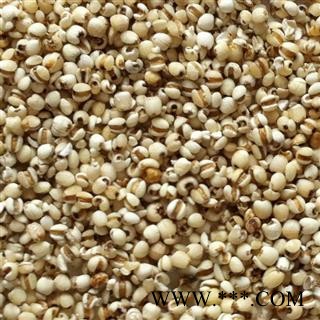 【录建药业】薏苡仁 小薏米仁 产地 贵州省图3