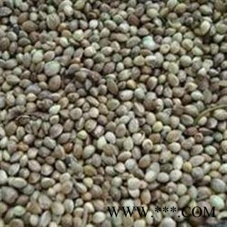 火麻仁 带皮火麻仁 产地 甘肃省张掖市临泽县图3