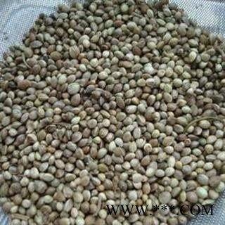 火麻仁 带皮火麻仁 产地 甘肃省张掖市临泽县图2