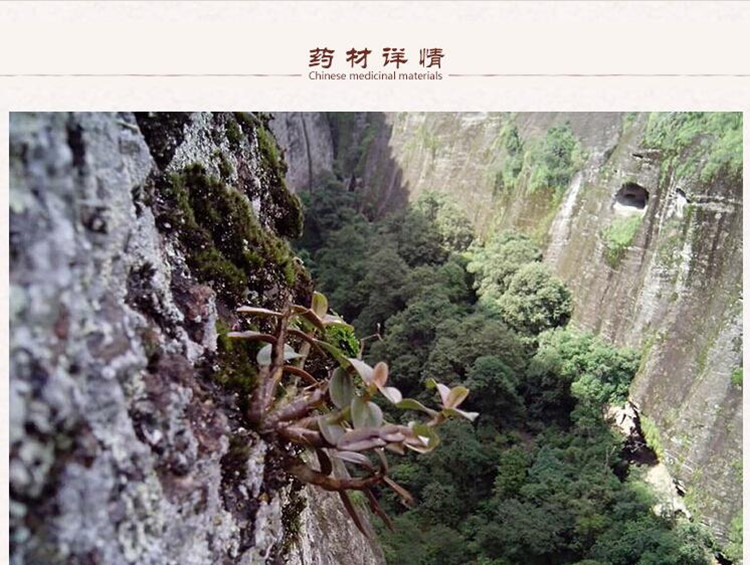 雁荡山石斛鲜条2.jpg