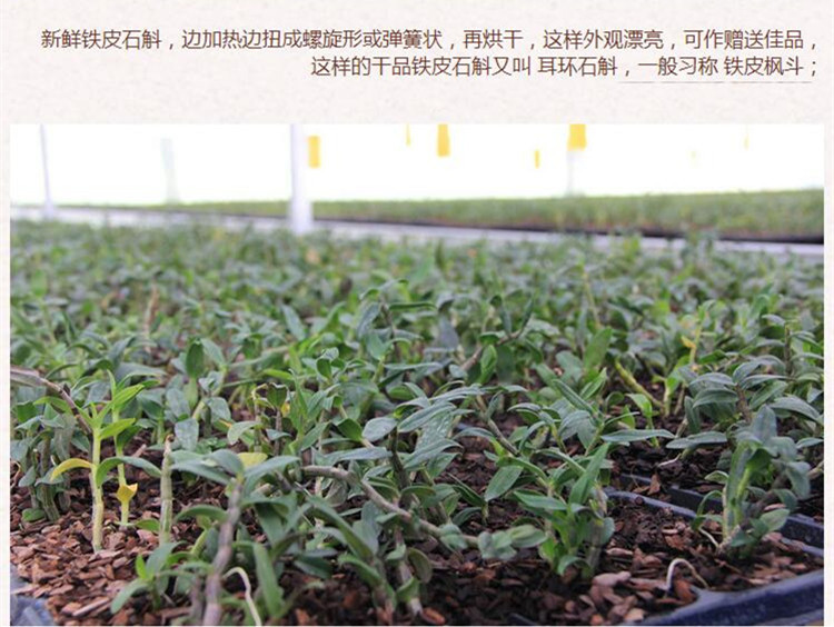 雁荡山石斛鲜条3.jpg