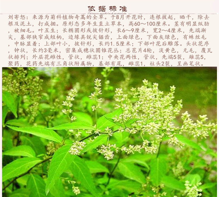 刘寄奴2.jpg