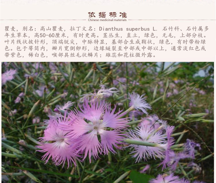 瞿麦5.jpg
