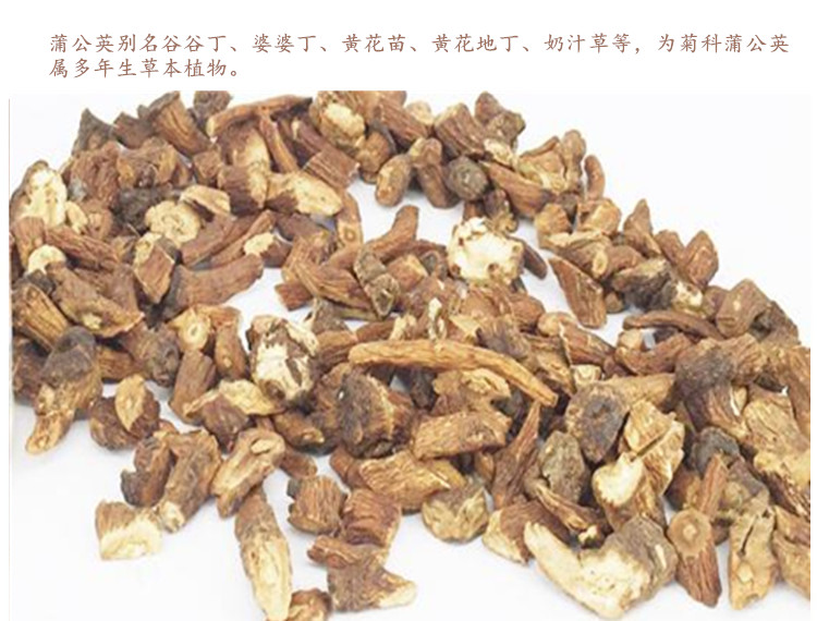 蒲公英根3.jpg