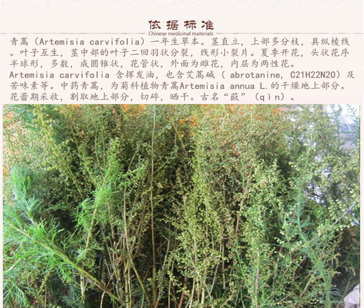青蒿5.jpg