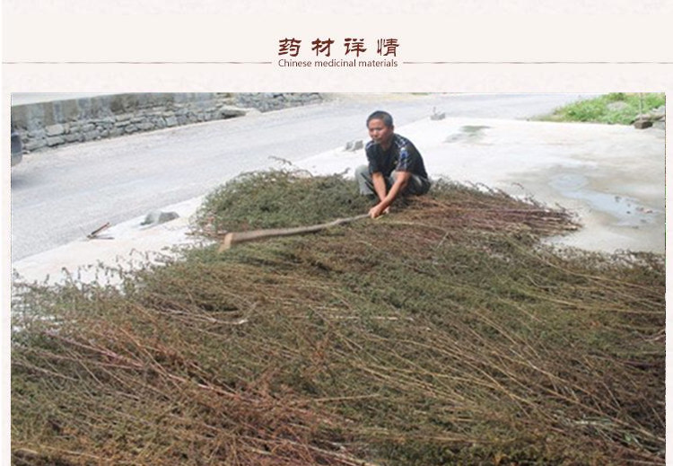 青蒿2.jpg