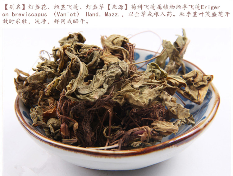 灯盏细辛4.jpg