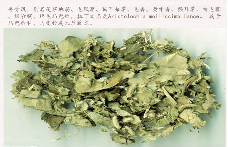 寻骨风3.jpg