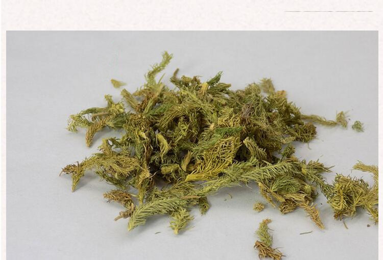 伸筋草3.jpg