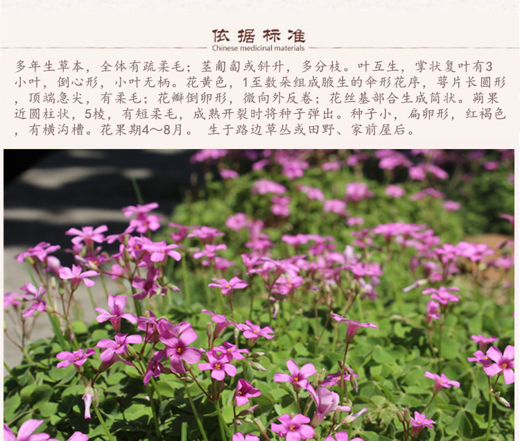酸浆草5.jpg