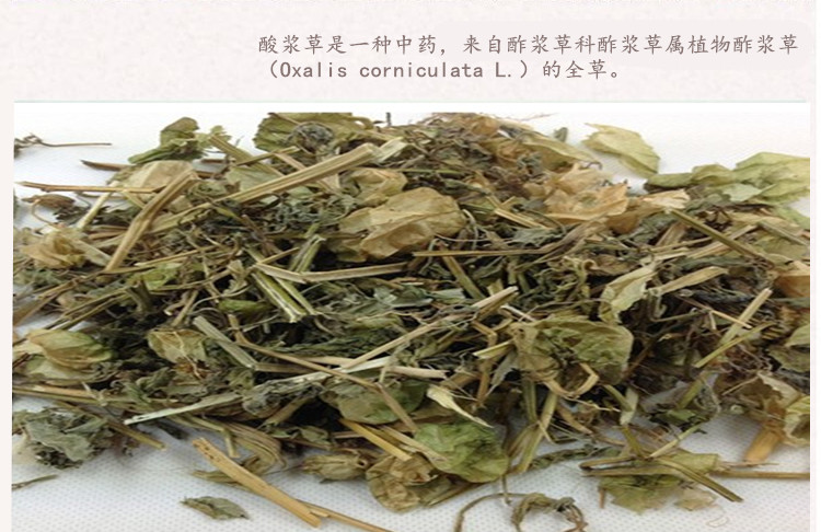 酸浆草3.jpg