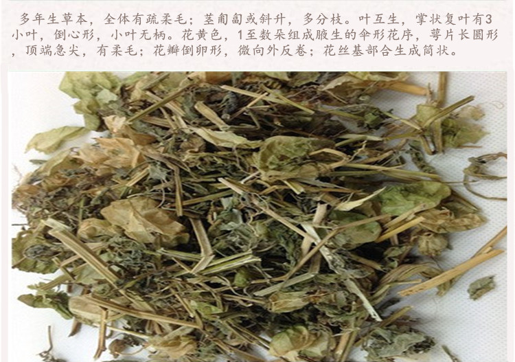酸浆草4.jpg