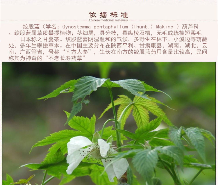 龙球绞股蓝5_副本.jpg