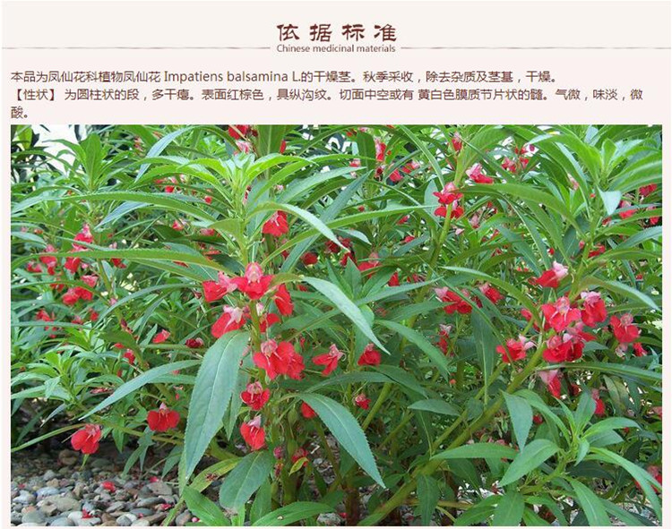 透骨草5.jpg