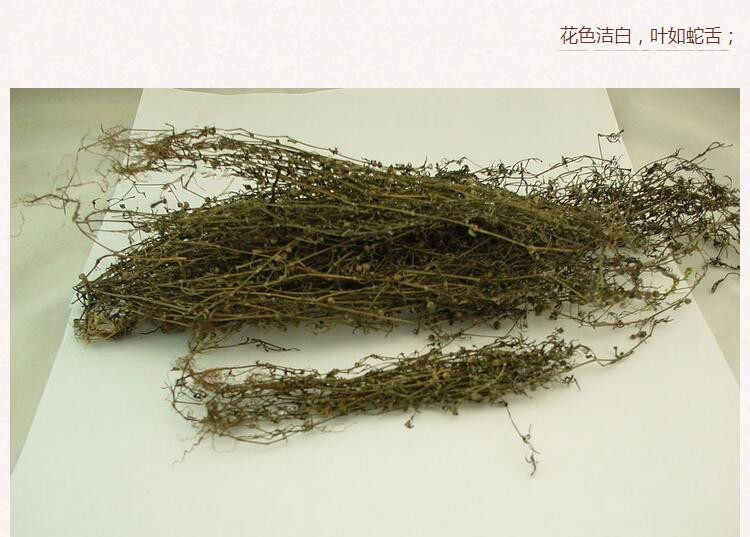 白舌草3.jpg